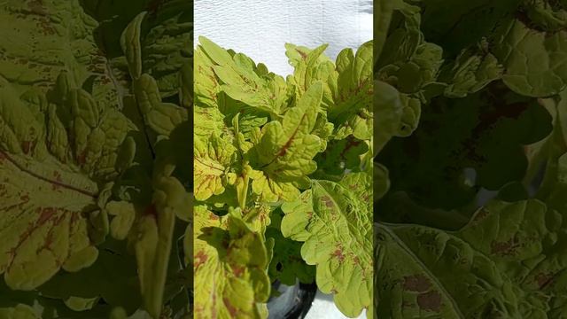 Зелёный крупный лист. смотреть онлайн