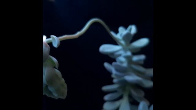#cactus #suculentas Pachyphytum oviferum o Piedra de Luna смотреть онлайн