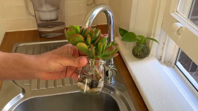 5 Plantas De Interior Que Crecen En AGUA / PLANTAS DE INTERIOR смотреть онлайн