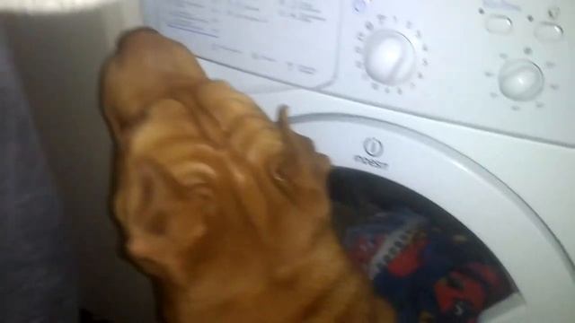 как правильно приготовить бутерброды с красной икрой и как Шар-пей ее может съесть 2018 смотреть онлайн