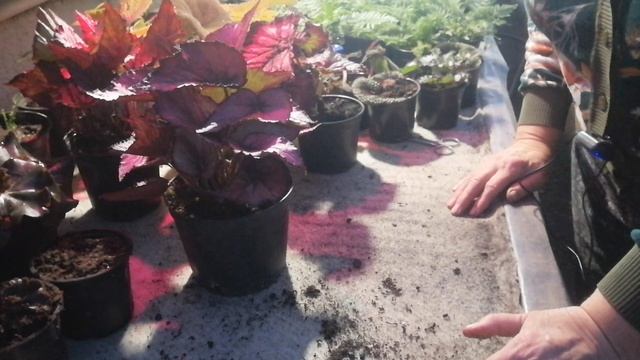 Самый простой и быстрый способ размножения бегоний декоративно лиственных смотреть онлайн