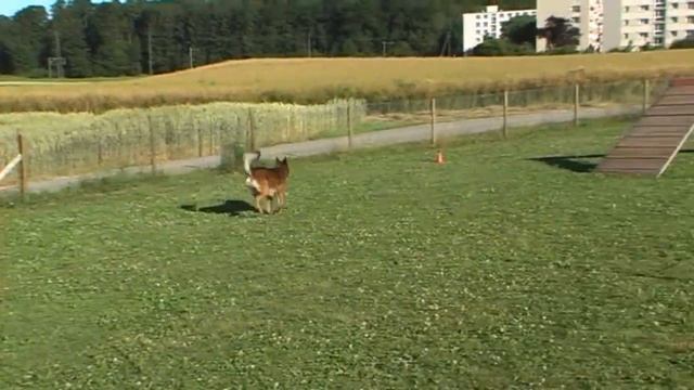 Hundeschule-Docaway/DoraundEstro смотреть онлайн