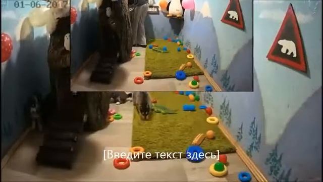 Хасята. г.Ровно. Переезд на "Аляску". смотреть онлайн