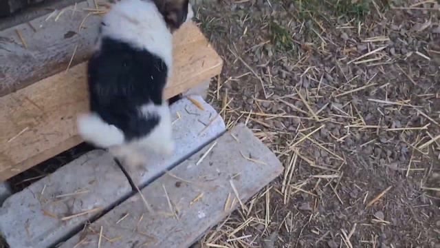 Щенки играют со шваброй) смотреть онлайн