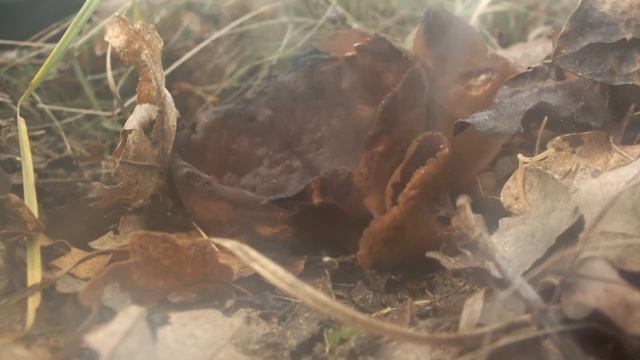 Peziza badia spore release смотреть онлайн