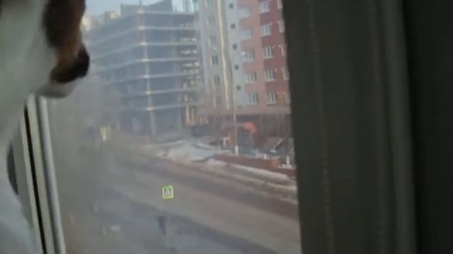 Реакция нашей собаки на прохожих.