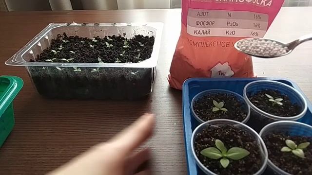 Эустома после пикировки. Ещё одна важная подкормка эустомы. смотреть онлайн