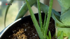 Чем Бабушка Подкармливала Алоэ Что Он Зацветает Зимой! Как Заставить Цвести Алоэ Дома?