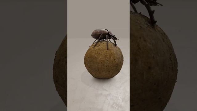 Animated Dung Beetle смотреть онлайн