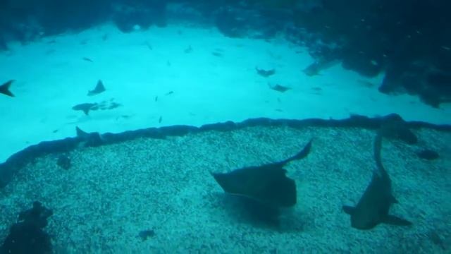 Theme Park | SEA Aquarium | Resorts World Sentosa (1) смотреть онлайн