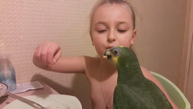 Кормление попугая. Венесуэльский Амазон Диего. смотреть онлайн