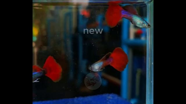 Guppy Channel - Beautiful Guppy Fish Everyday 140 смотреть онлайн