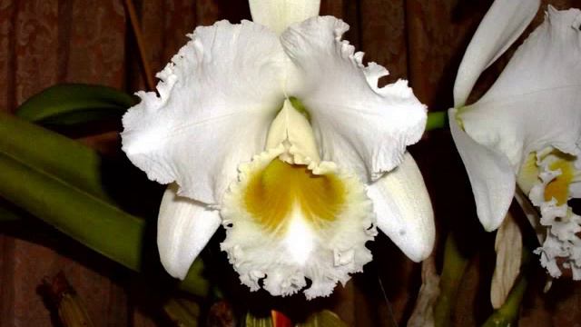 Cattleya Alfresco St Tropez orquideas de mavipol смотреть онлайн