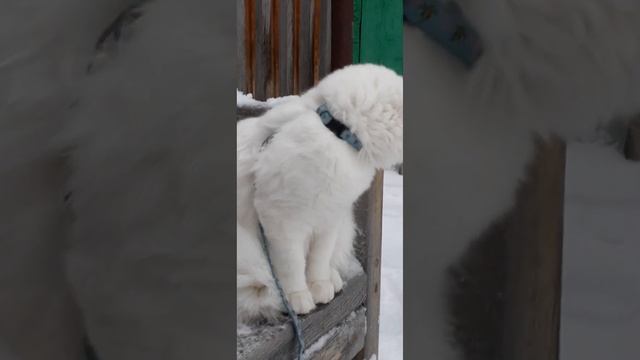 ?❄Зима пришла!!! Котик и снег. Snow and the cat.?❤ смотреть онлайн