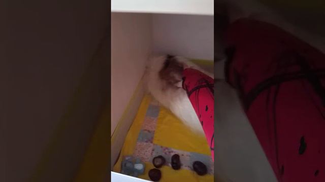 Я сюда ещё маленький дом поставлю смотреть онлайн