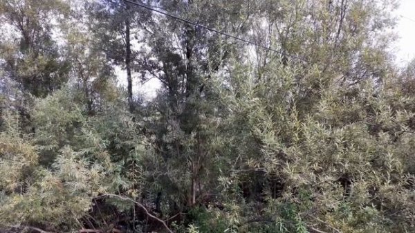 Beautiful music on a quiet river, 8 hours together with nature! Прекрасная музыка на тихой реке!