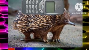 Животные Австралии + ШИЗА