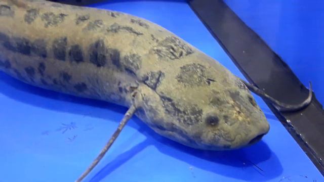 Protopterus aethiopicus (Большой протоптер) смотреть онлайн