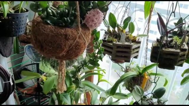 Hoya Carnosa 'compacta'