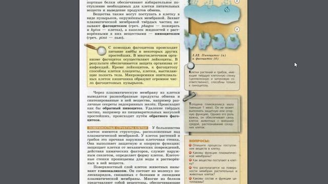 Биология (Л.Н.Сухорукова) 10-11к §7 Строение клеток эукариот. Цитоплазма. Плазматическая мембрана смотреть онлайн