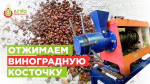 Получили отходы виноделия для  эксперимента и отжимаем масло из виноградной косточки.