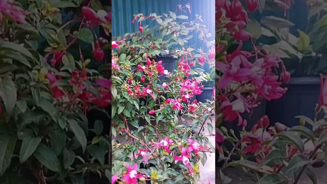 Fuchsia pink. #pink #fuchsia #best смотреть онлайн