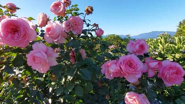 ROSES (queen Elizabeth park) смотреть онлайн