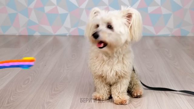 МИЛЫЕ ПОДЕЛКИ И ГАДЖЕТЫ ДЛЯ ВАШИХ ПИТОМЦЕВ || Гениальные лайфхаки для владельцев домашних животных смотреть онлайн