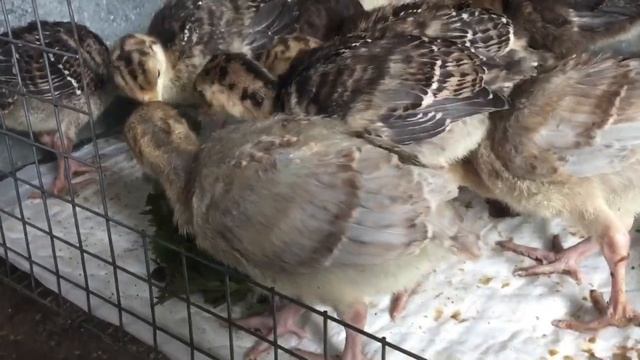 Молодая крапива для Индюшат/ Чем полезна крапива смотреть онлайн