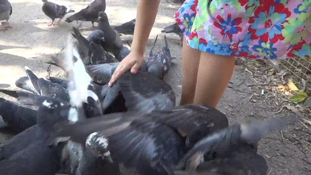 Как кормить голубей , как в поймать голубя, Арина кормит и ловит голубей смотреть онлайн