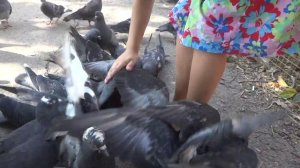 Как кормить голубей , как в поймать голубя, Арина кормит и ловит голубей