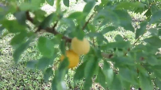 Алыча Подарок Санкт Петербургу 19.08.2022 смотреть онлайн