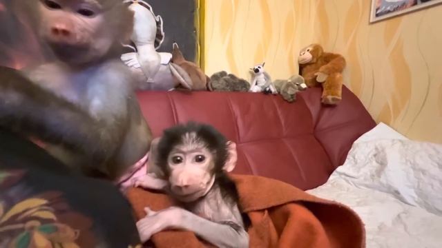 НЕВЕРОЯТНО! Люся НЕ ПРОМЕНЯЛА Степашка даже на любимый кофе с молоком!