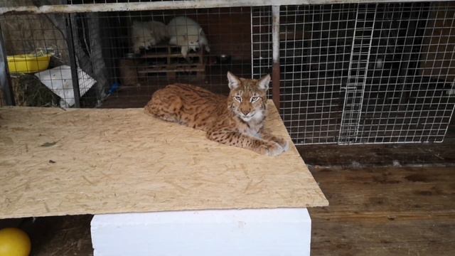 Кормим рысь, козу и дикобразов! / Feed the lynx, the goat and porcupines! смотреть онлайн