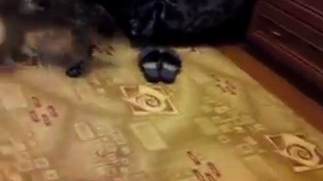 Йоркширский терьер в ботинках! Прикол. смотреть онлайн