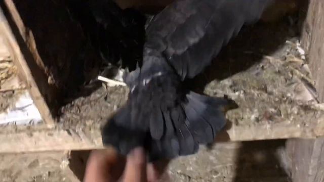 Кольцуем голубят/ Николаевские голуби Андрея Животовского/ смотреть онлайн