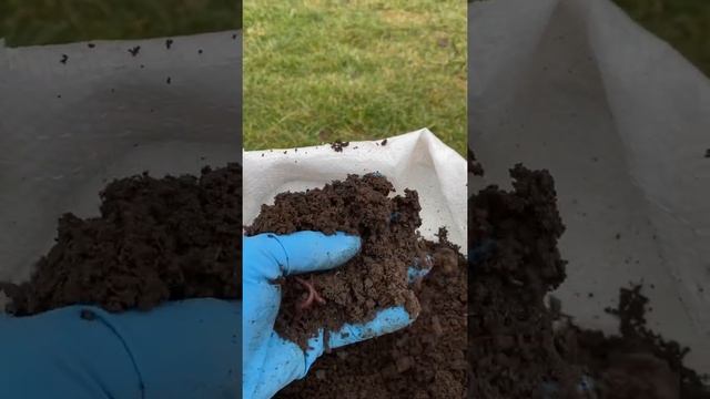 Биогумус лучшее органическое удобрение для комнатных цветов, рассады, огорода, сада. смотреть онлайн