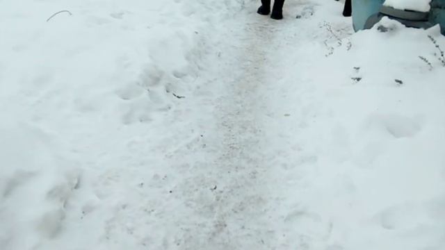 Щенки восточно европейской овчарки 6 -9 недель смотреть онлайн