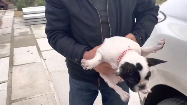 Возвращение французского бульдога Рады и её папы...