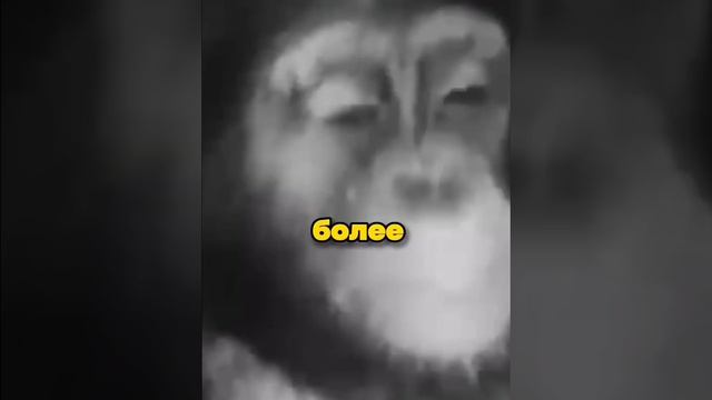 ПЕРВЫЕ СУЩЕСТВА В КОСМОСЕ смотреть онлайн