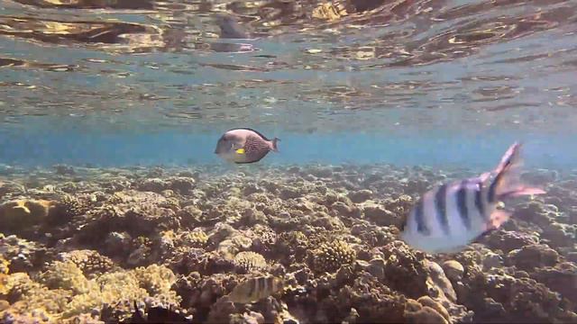 Jaz Makadi Oasis, Makadi Bay, Snorkeling (1) 4K смотреть онлайн