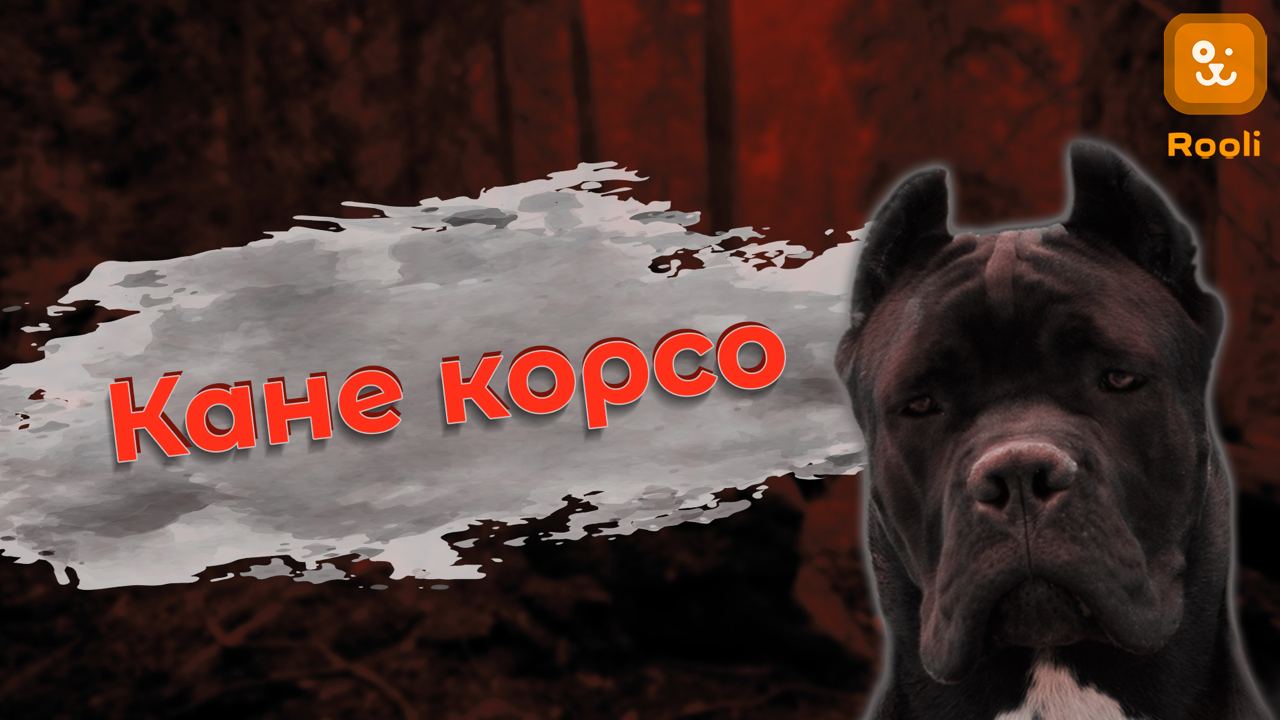Кане Корсо: Порода, Обладающая Силой и Грацией смотреть онлайн