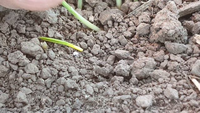 БОРБАТА С ЖИТНИТЕ МУХИ смотреть онлайн