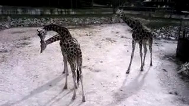 Жирафы в рижском зоопарке смотреть онлайн