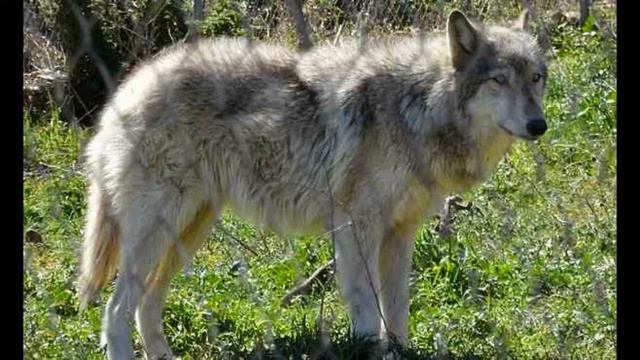 Top 10 Most Aggressive Dogs World смотреть онлайн