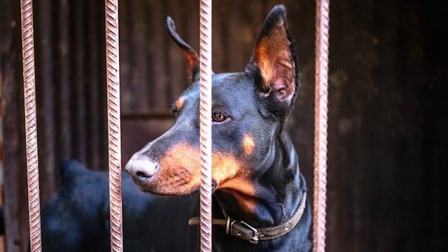 Мать была потрясена, увидев, как доберман схватил ее годовалую дочь. Но оказалось он её спас! смотреть онлайн