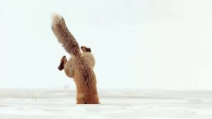 Псовый с КОШАЧЬИМИ возможностями и Чемпион по нырянию в сугробы - ЛИСА В ДЕЛЕ!