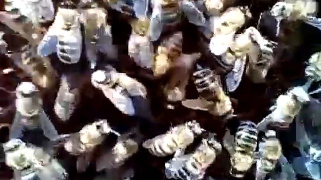 Карника пешец дочки смотреть онлайн