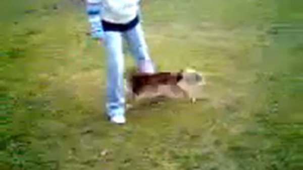 Tracy Gold Moravské Srdce DomINika Jelínková