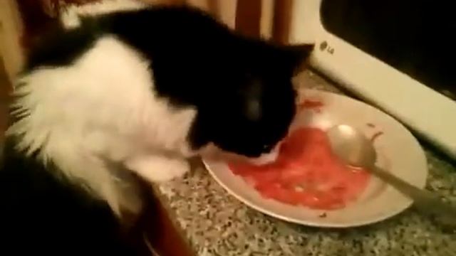 русские кошки едят борщ